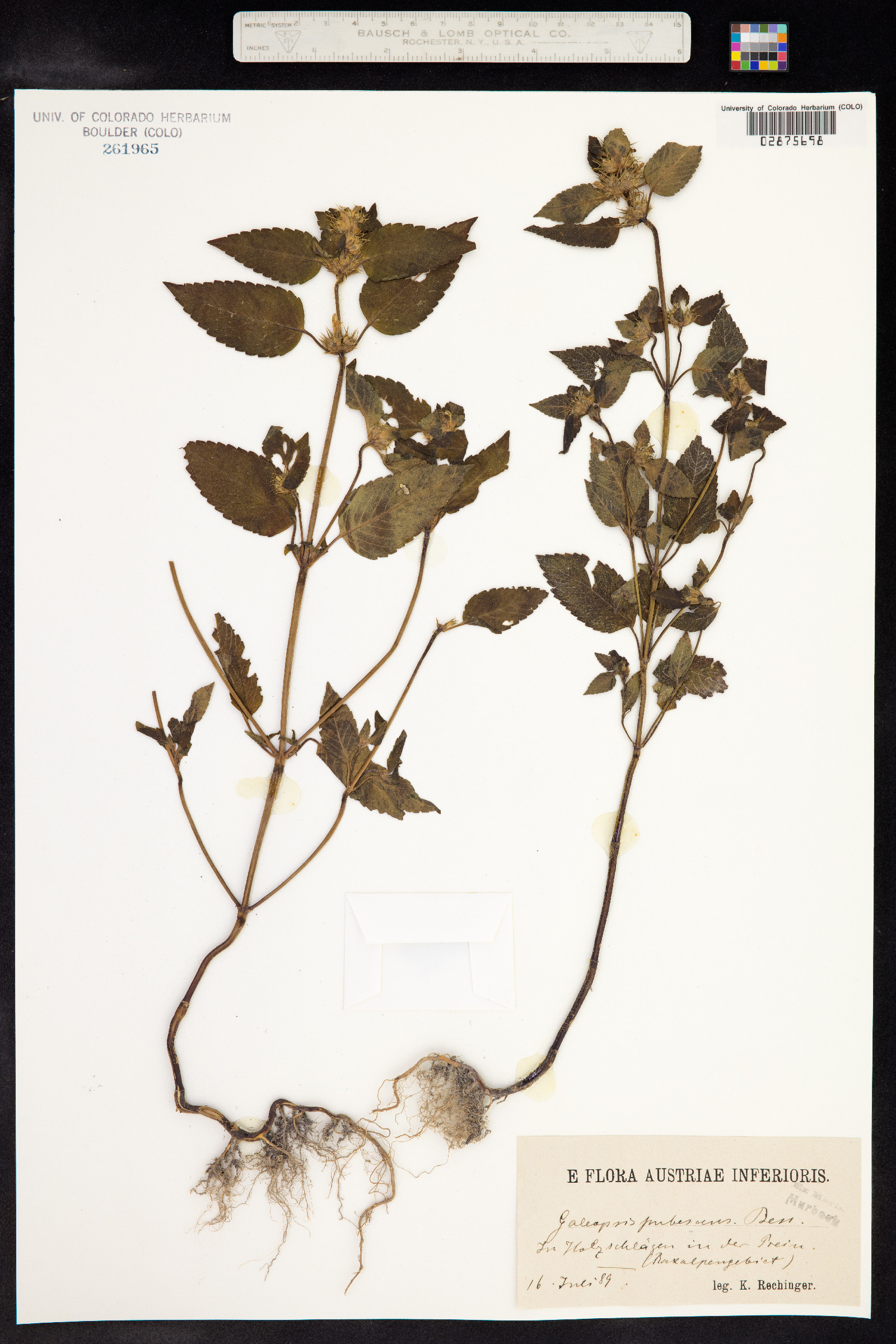 Galeopsis pubescens image