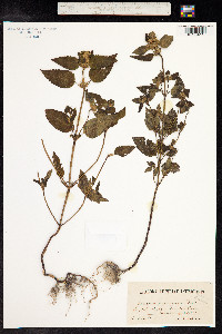 Image of Galeopsis pubescens