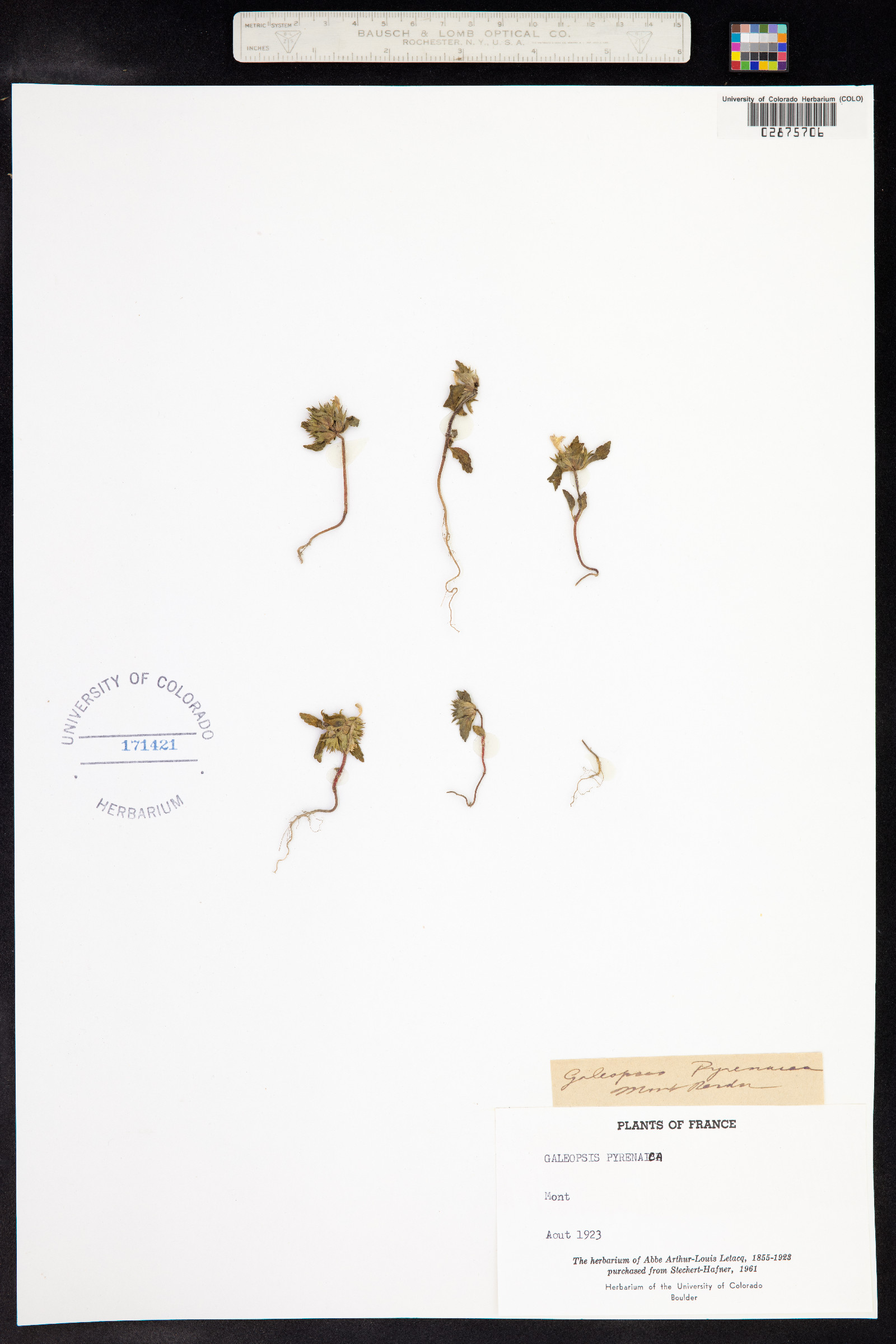 Galeopsis pyrenaica image