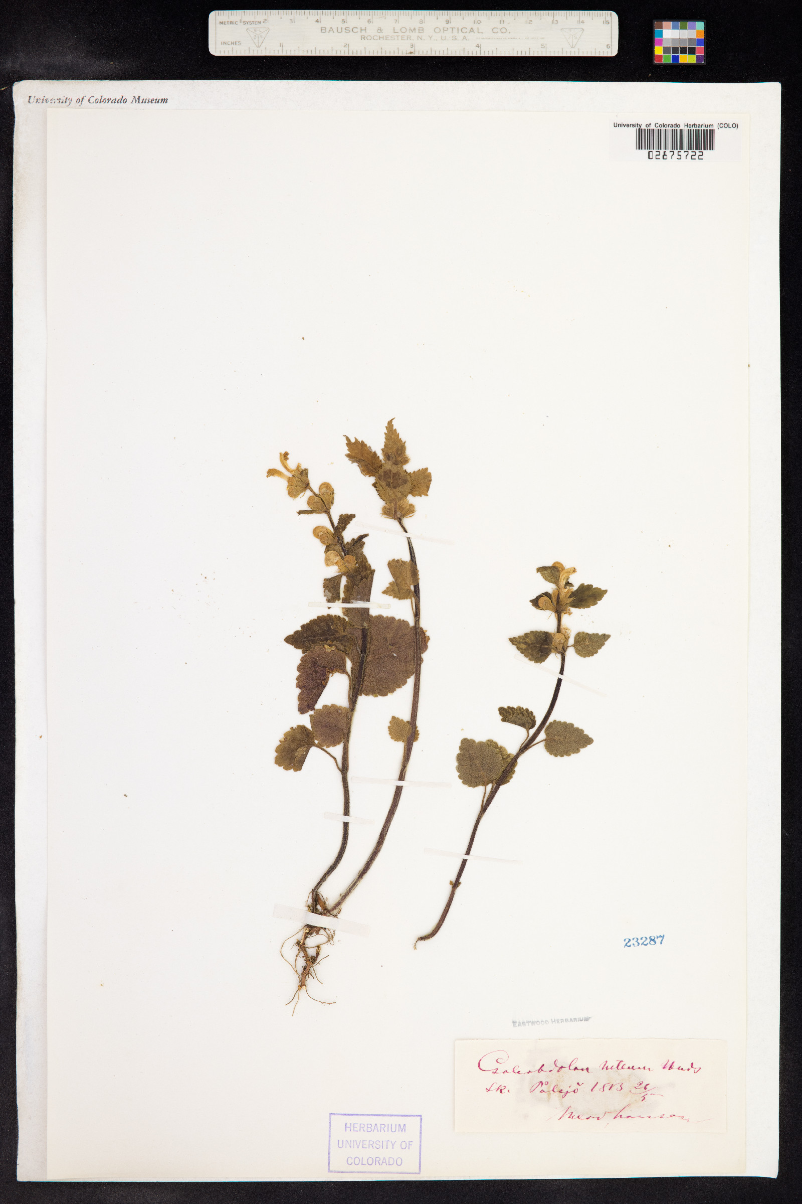 Galeopsis segetum image