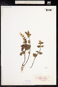 Image of Galeopsis segetum