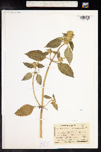 Galeopsis speciosa image
