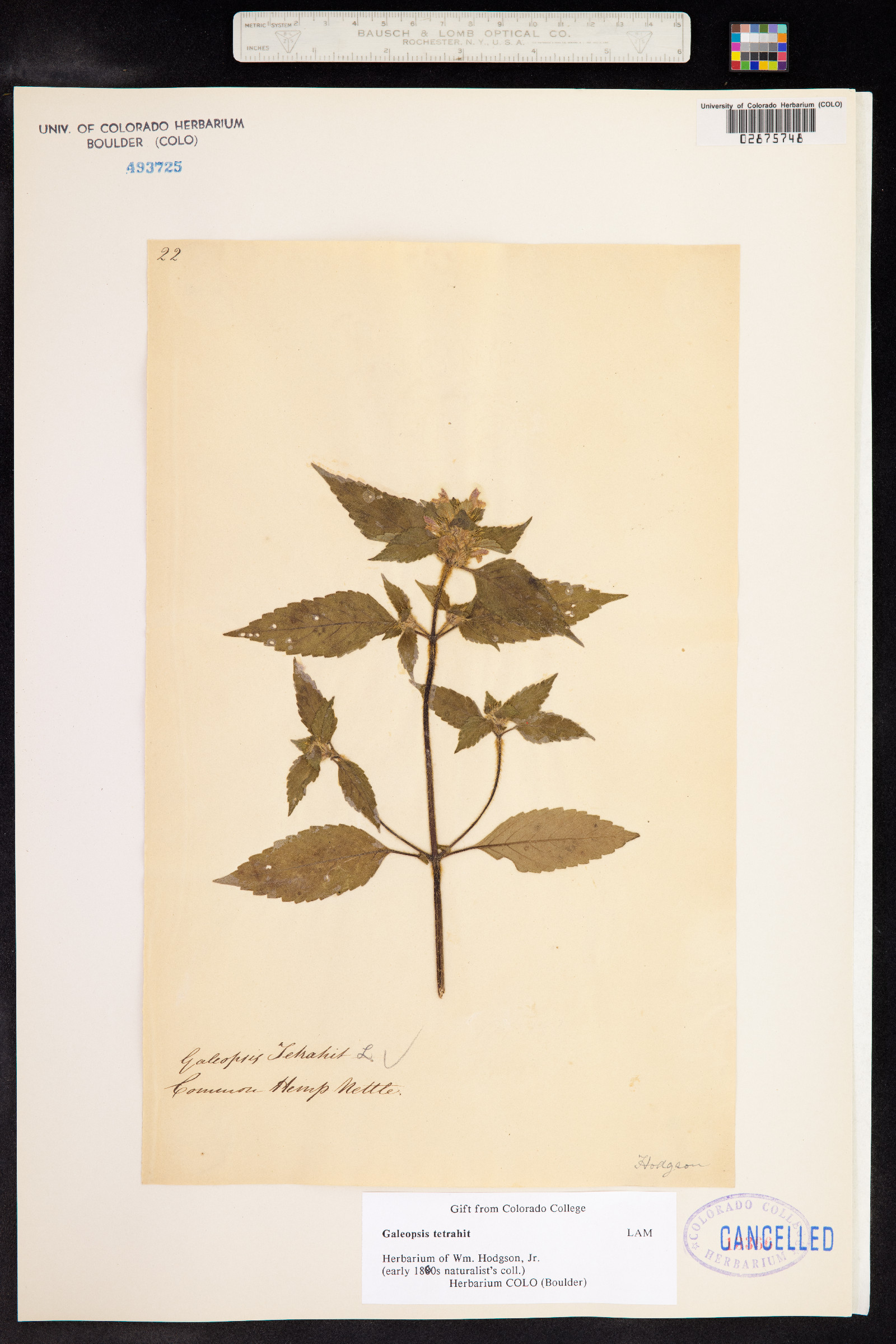 Galeopsis tetrahit image