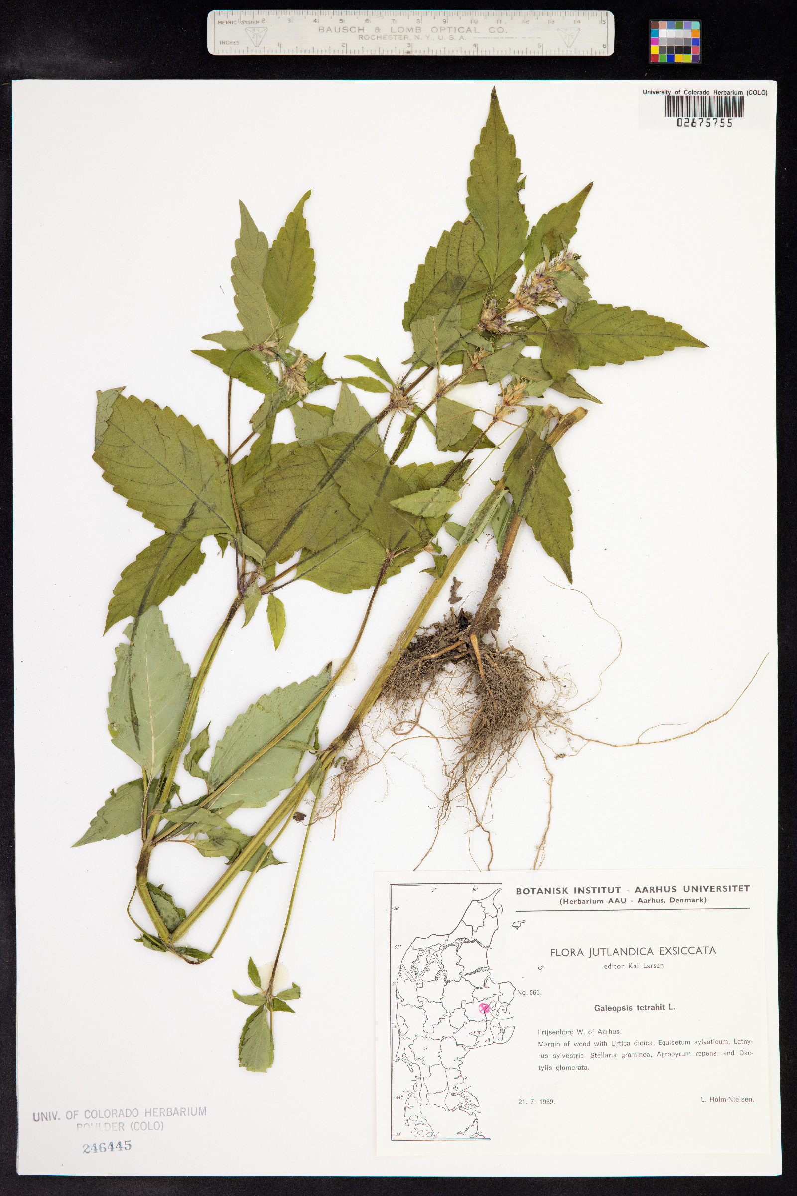 Galeopsis tetrahit image