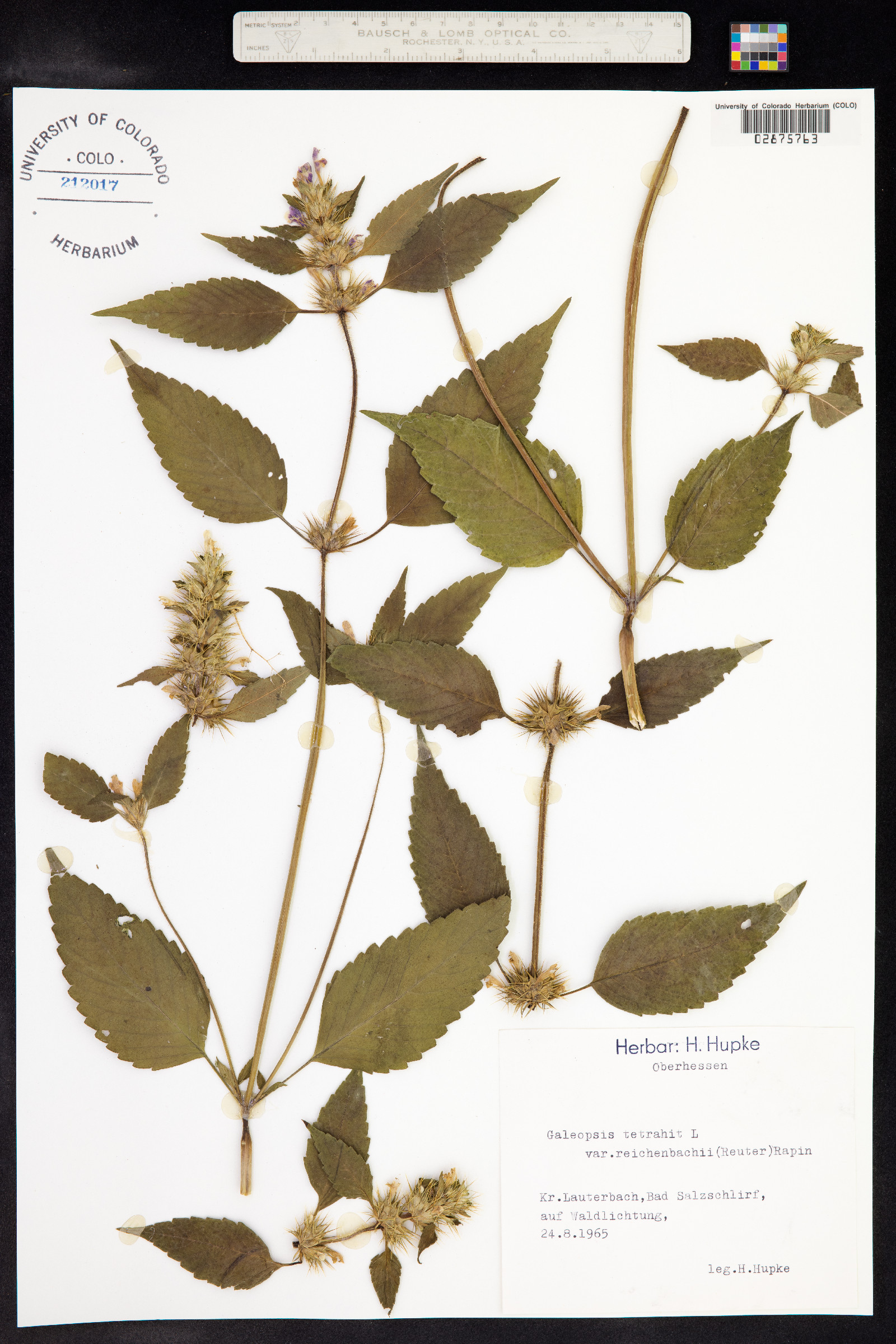 Galeopsis tetrahit image