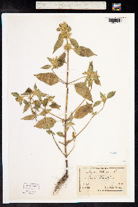 Galeopsis tetrahit image