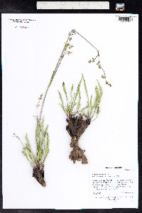 Valeriana edulis image