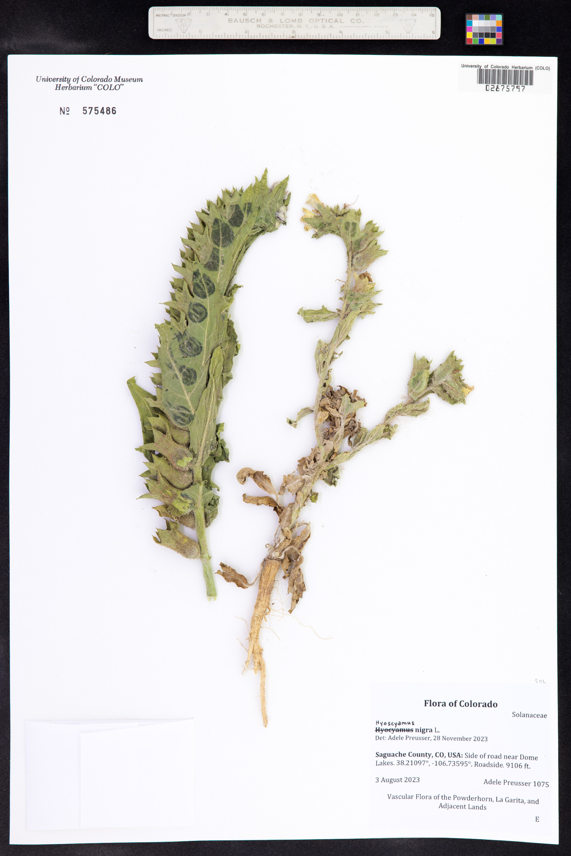 Hyoscyamus image