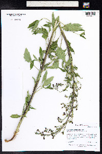 Scrophularia lanceolata image