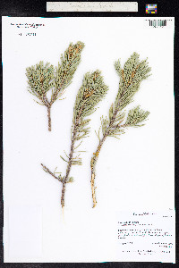 Pinus edulis image