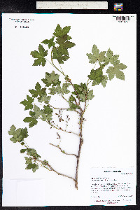 Ribes laxiflorum image