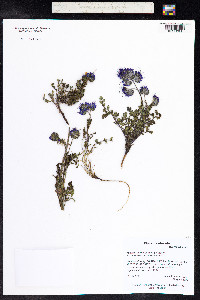 Phacelia bakeri image