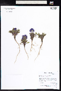 Phacelia bakeri image