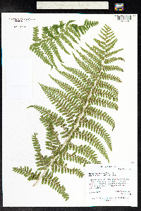 Dryopteris filix-mas image