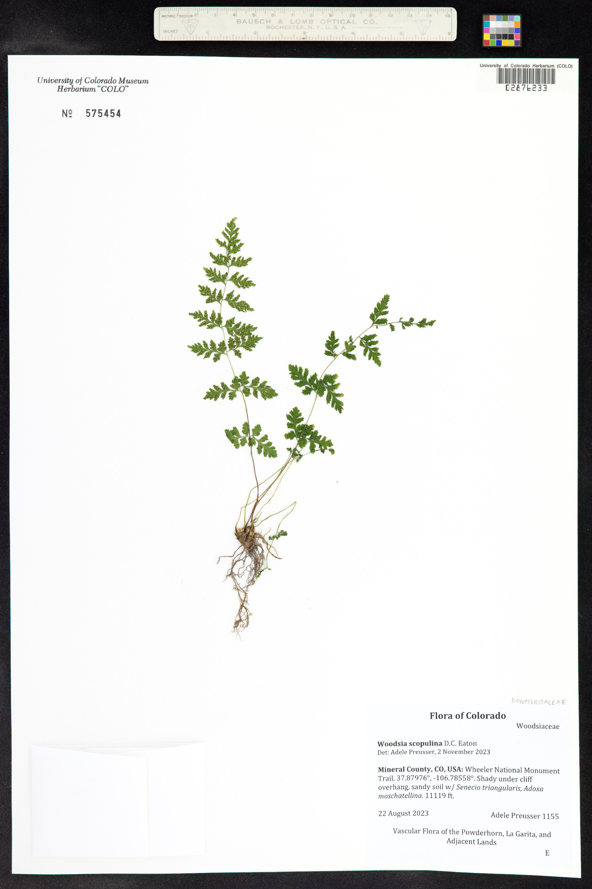 Woodsia scopulina image