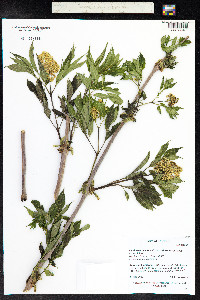 Sambucus racemosa image