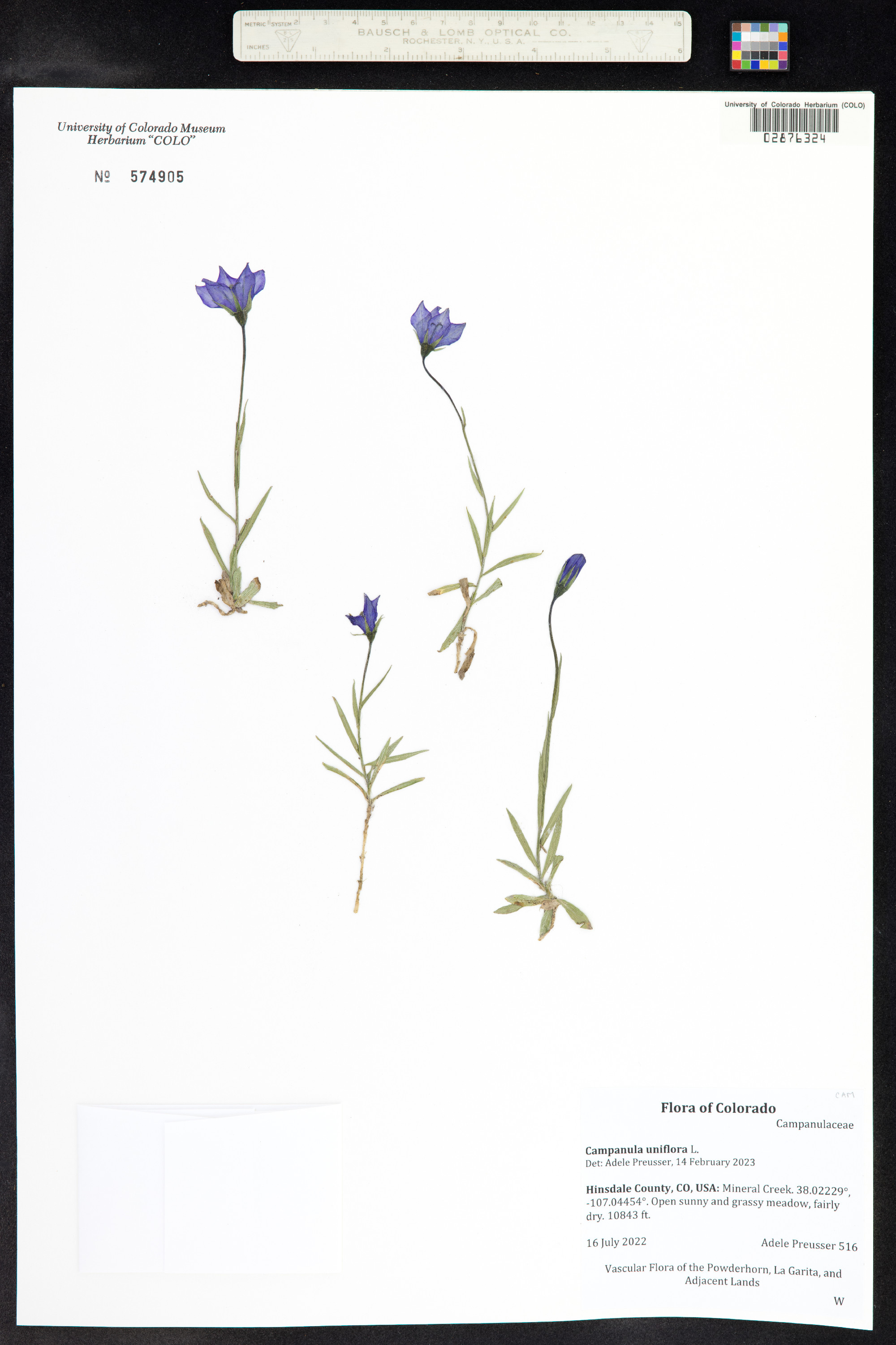 Campanula uniflora image