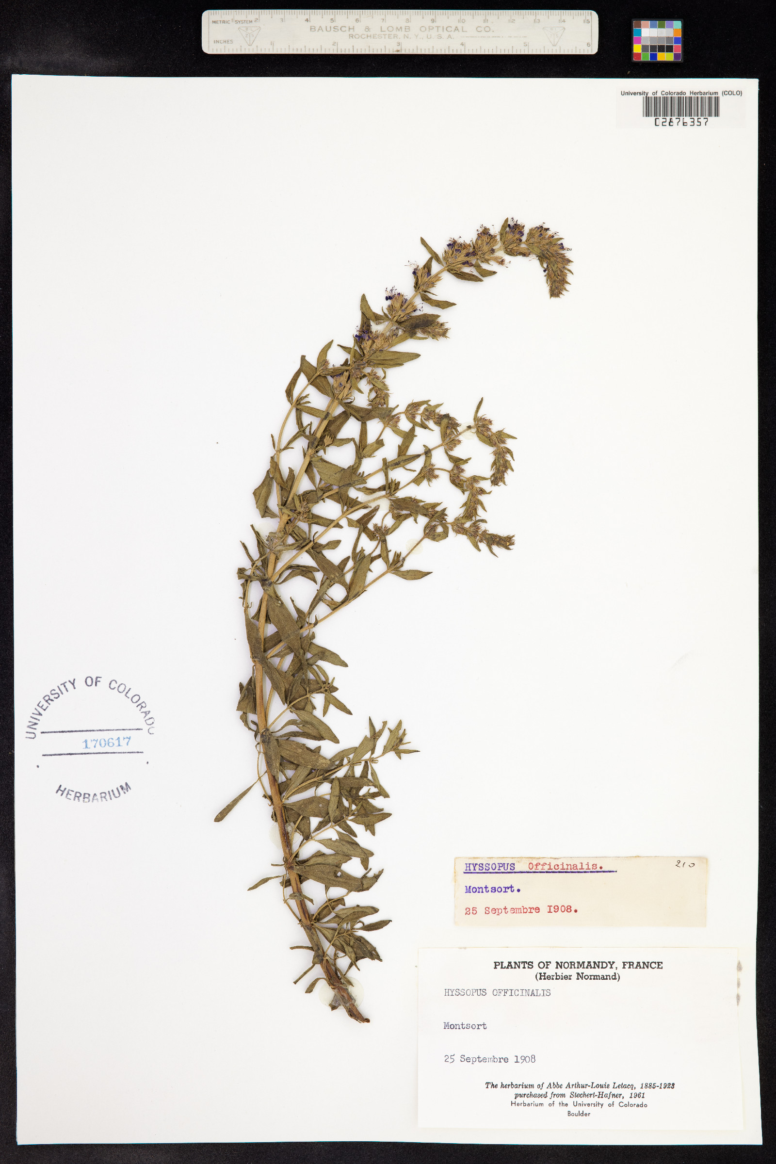 Hyssopus image