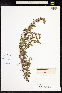 Hyssopus officinalis image