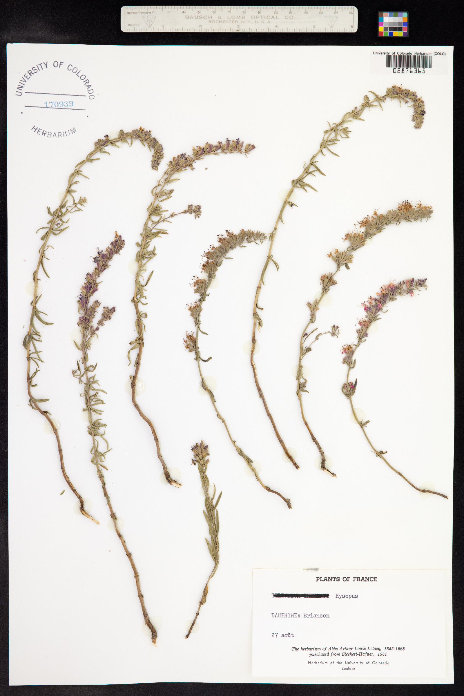 Hyssopus image