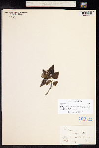 Lamium album image