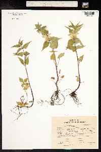 Lamium album image
