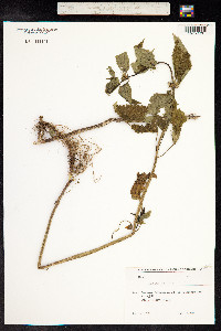 Lamium album image