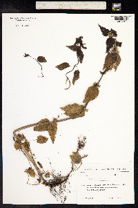 Lamium album image