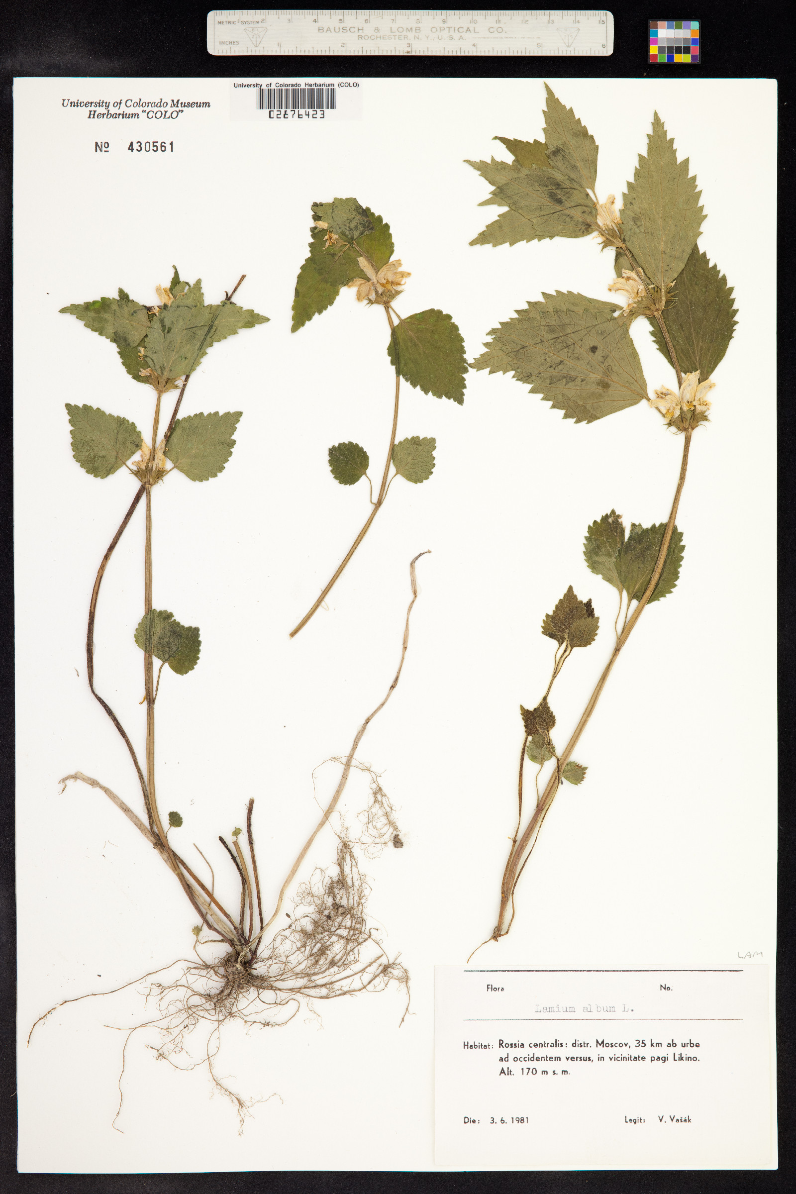 Lamium album image