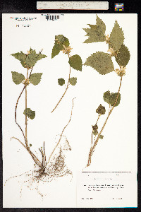 Lamium album image