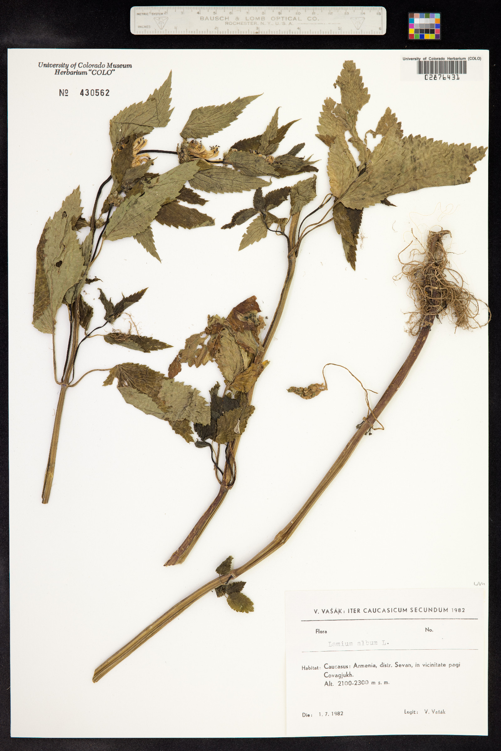 Lamium album image