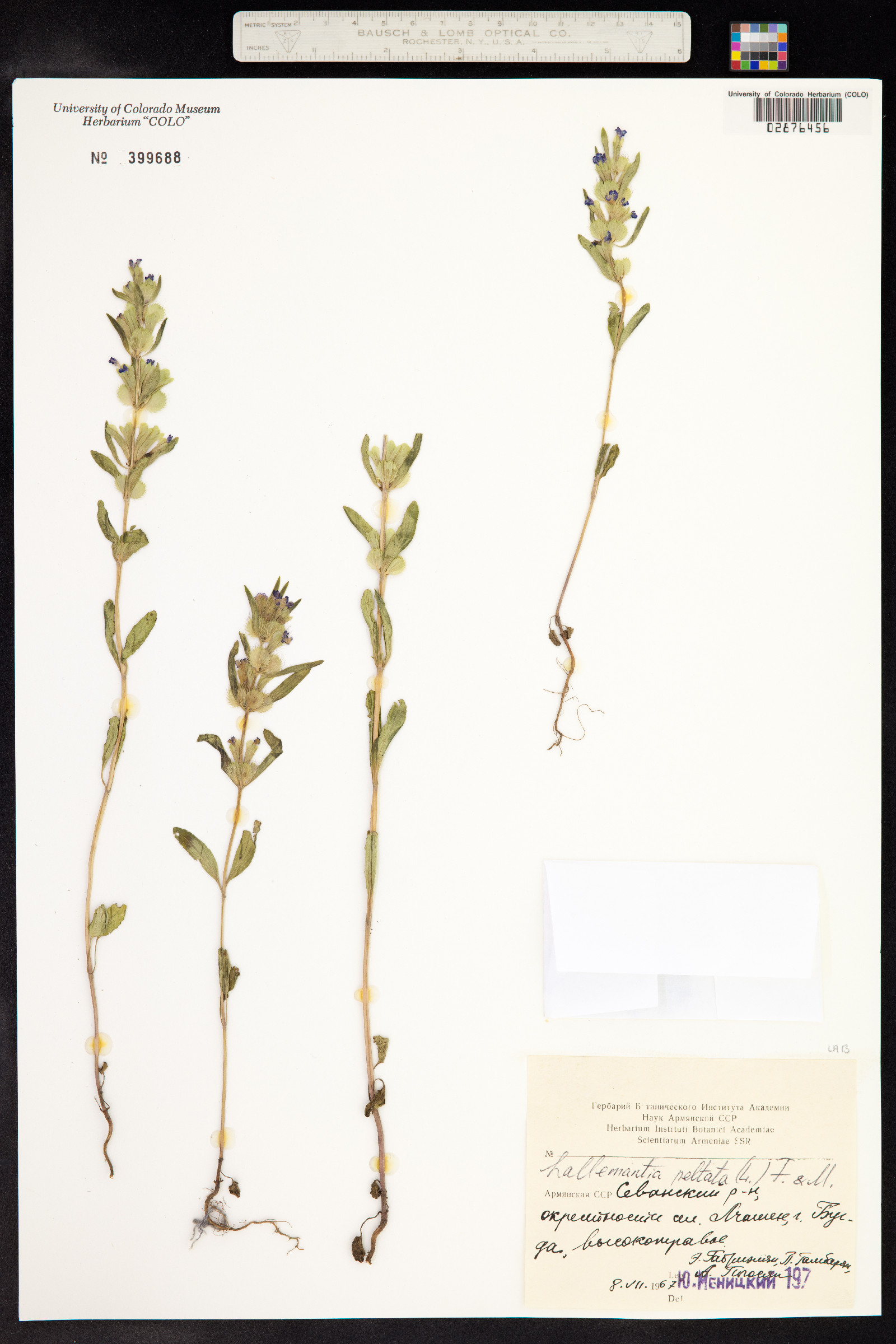 Lallemantia peltata image