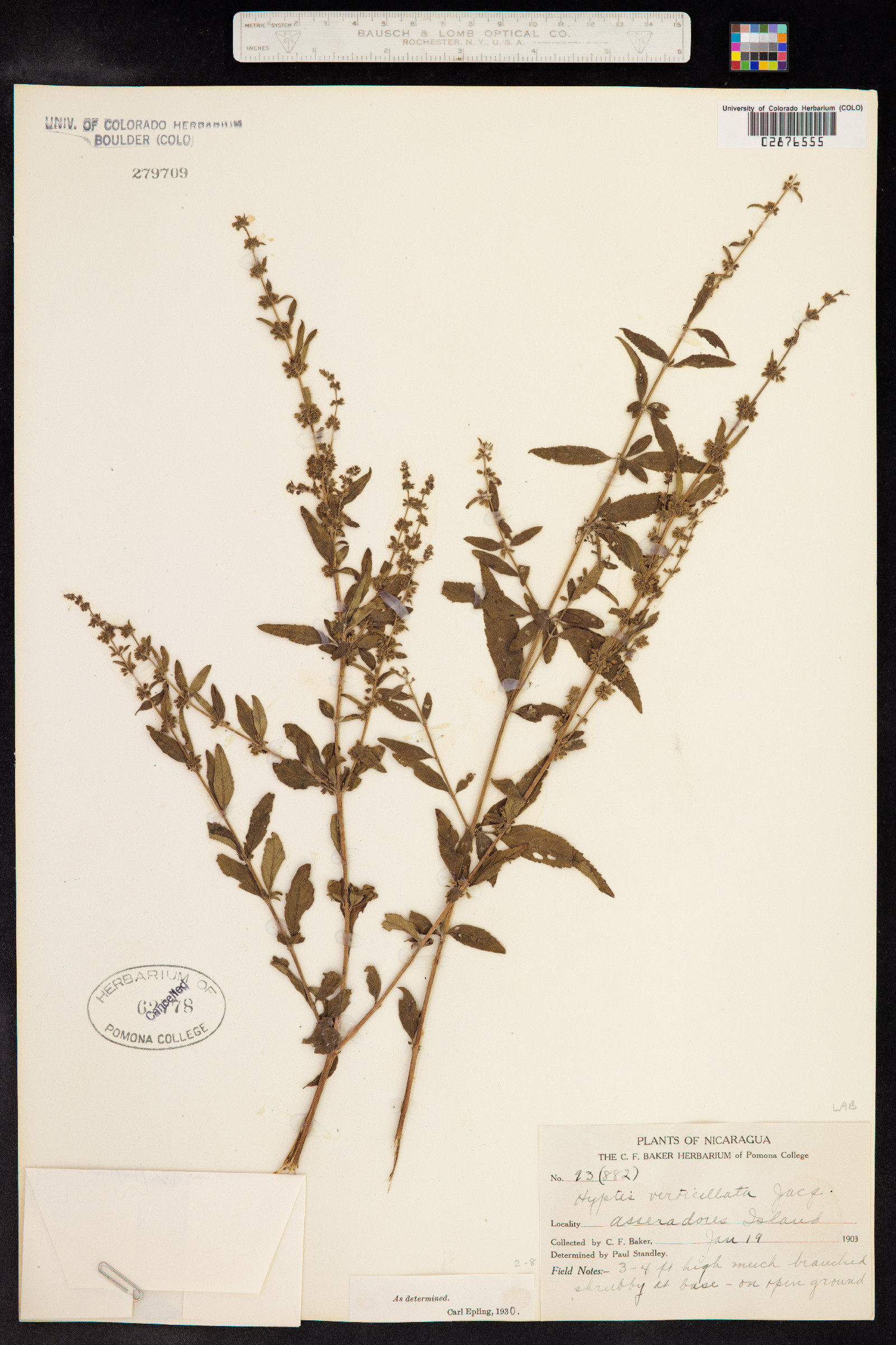 Hyptis verticillata image