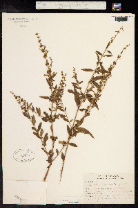 Hyptis verticillata image