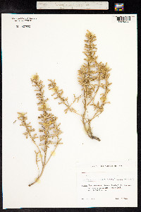 Lallemantia iberica image