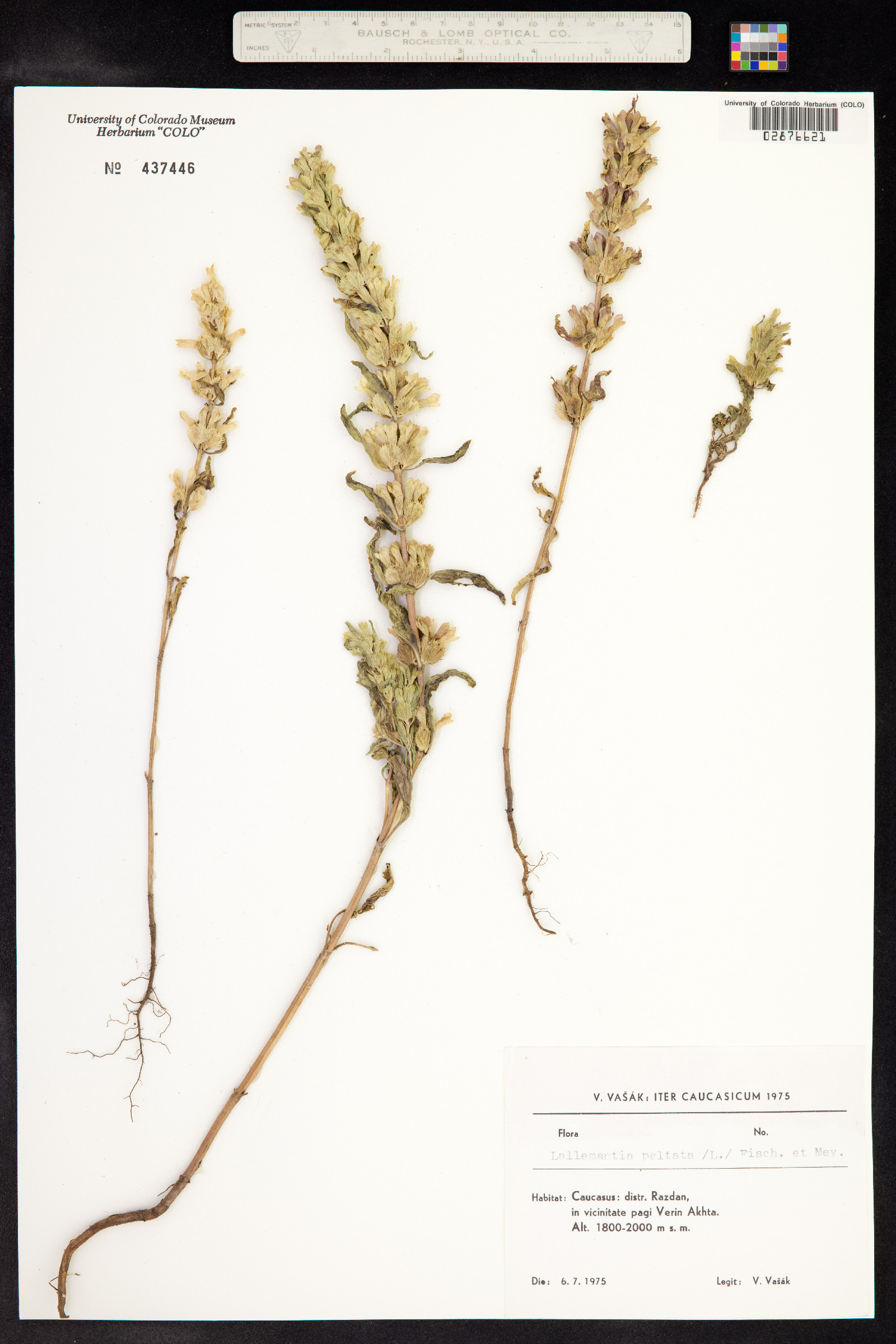 Lallemantia peltata image