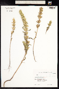 Lallemantia peltata image