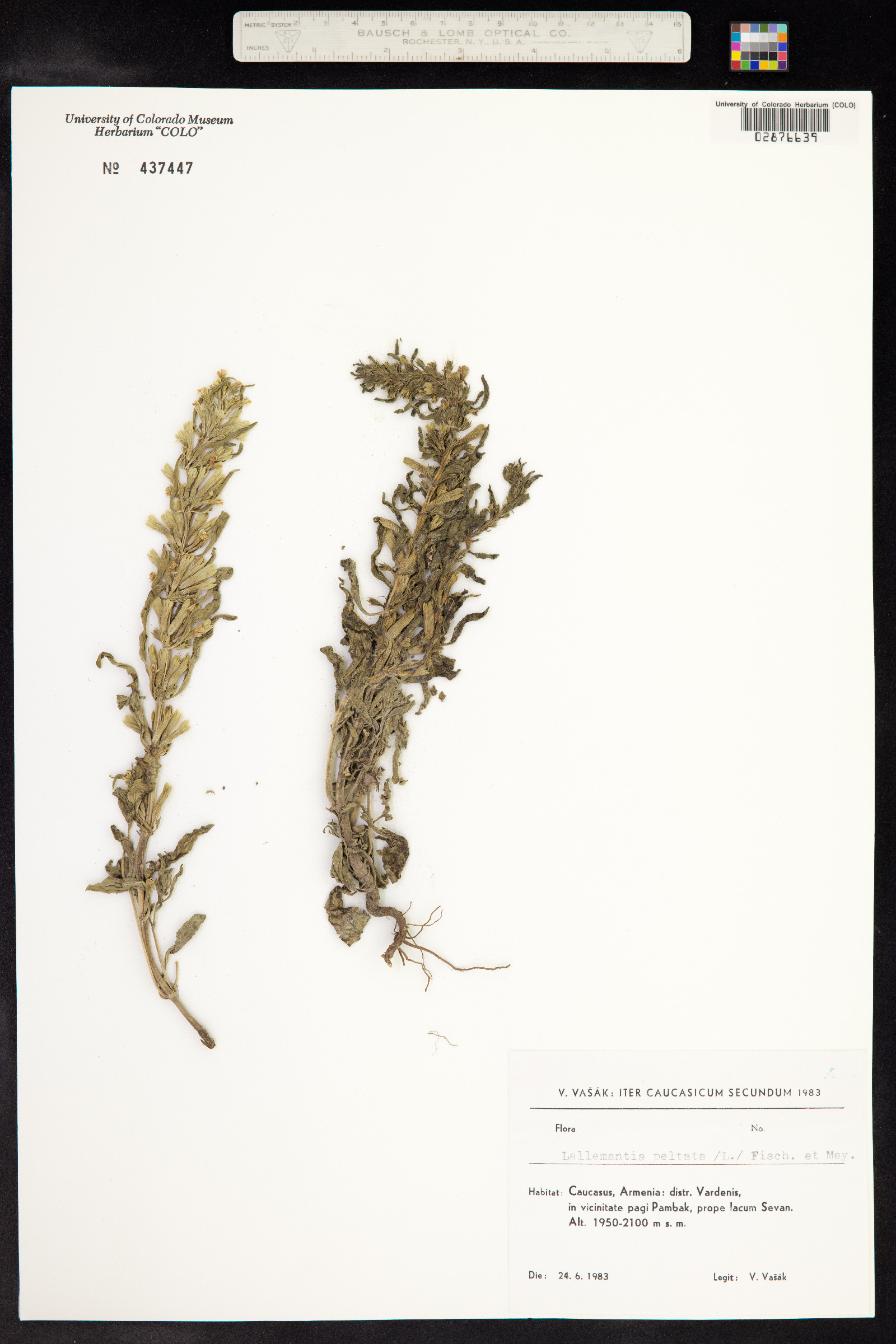 Lallemantia peltata image