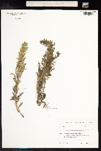 Image of Dracocephalum peltatum