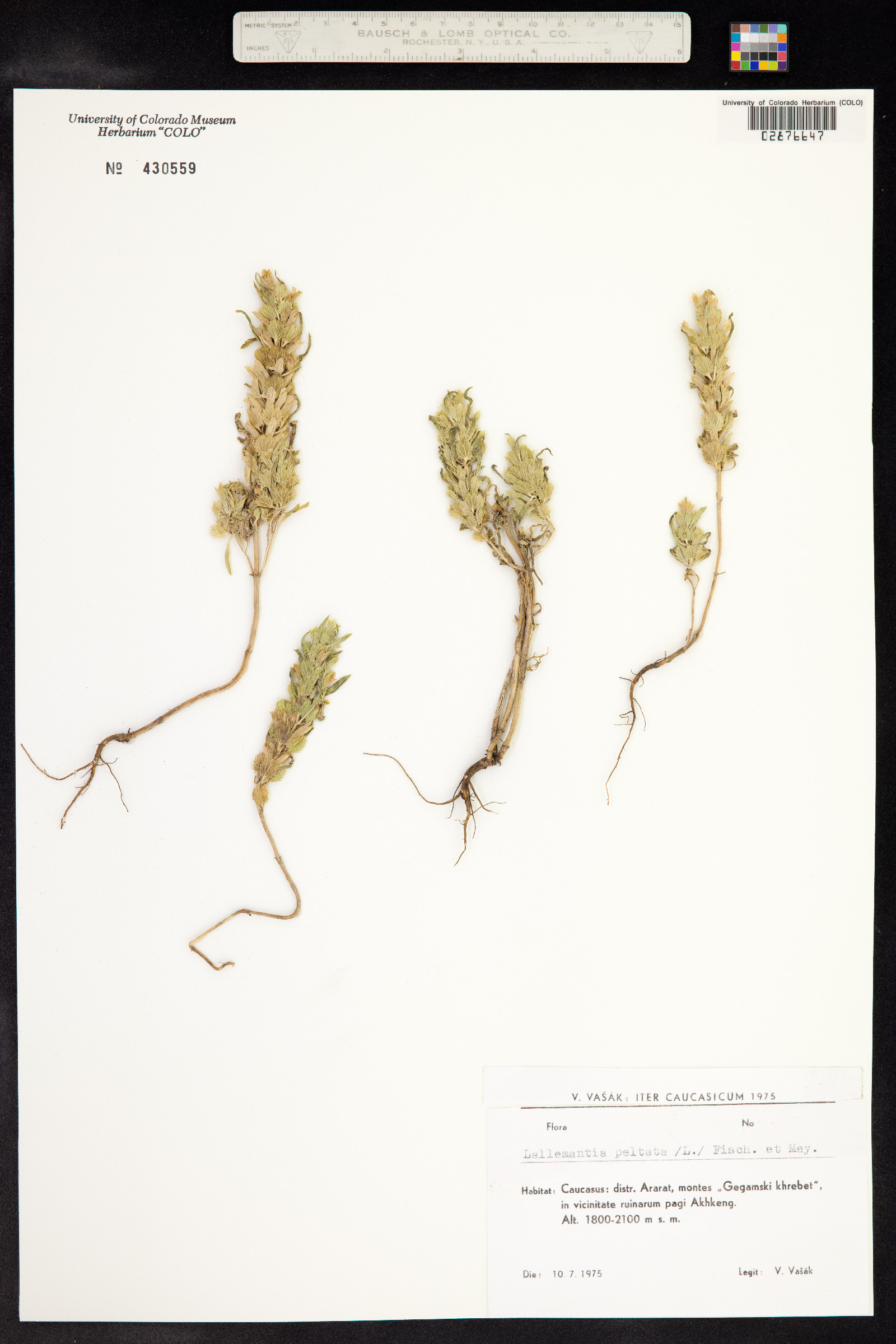 Lallemantia image
