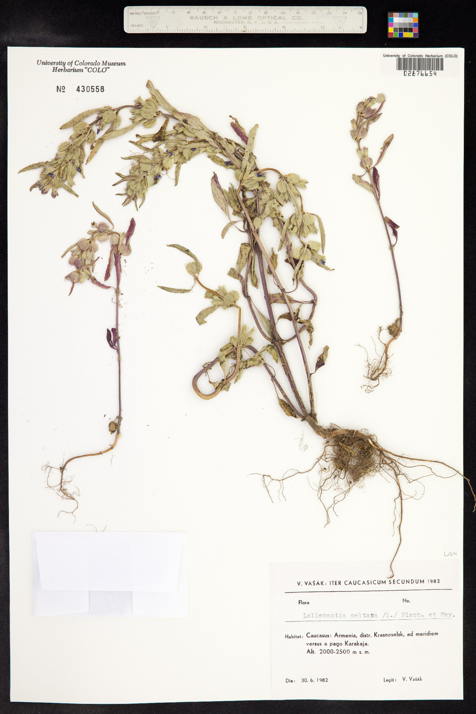 Lallemantia image