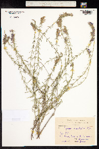 Hyssopus officinalis image