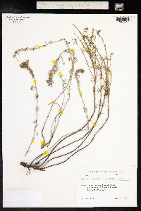 Hyssopus officinalis image