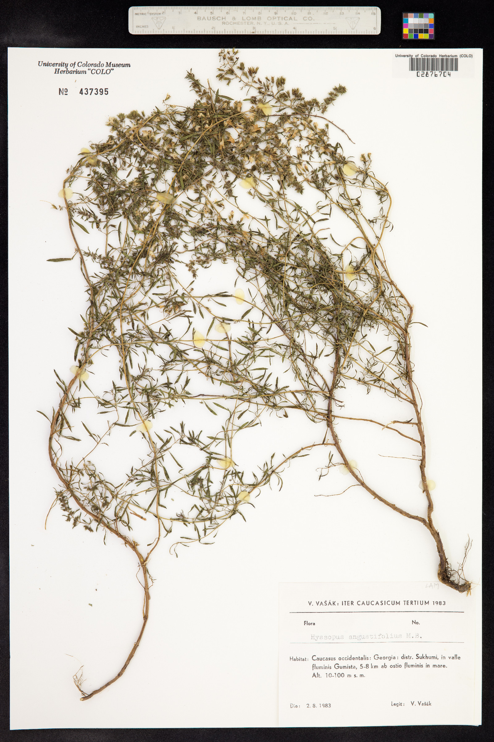 Hyssopus officinalis subsp. officinalis image