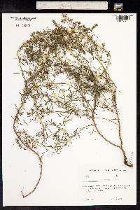 Hyssopus officinalis image