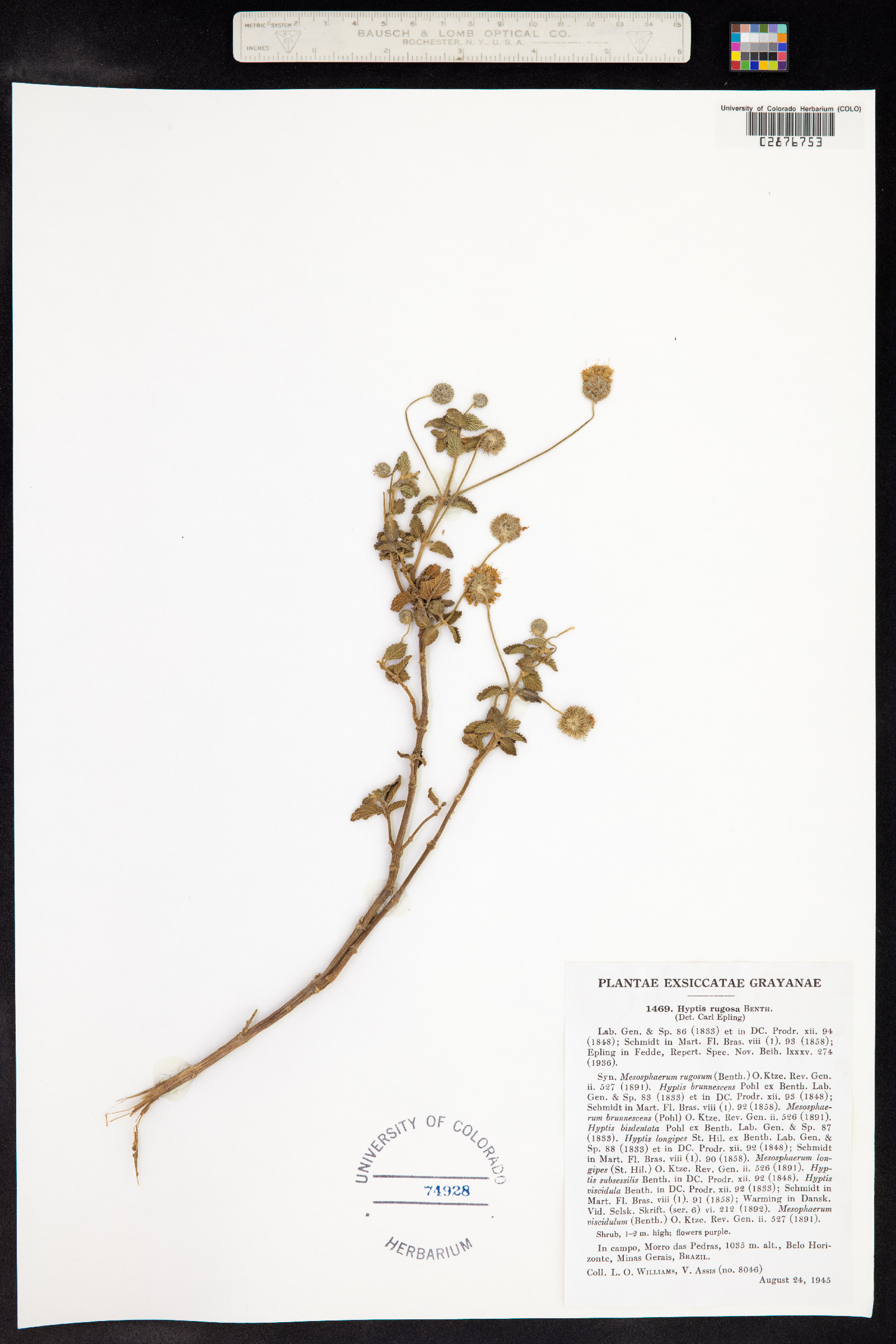 Hyptis rugosa image