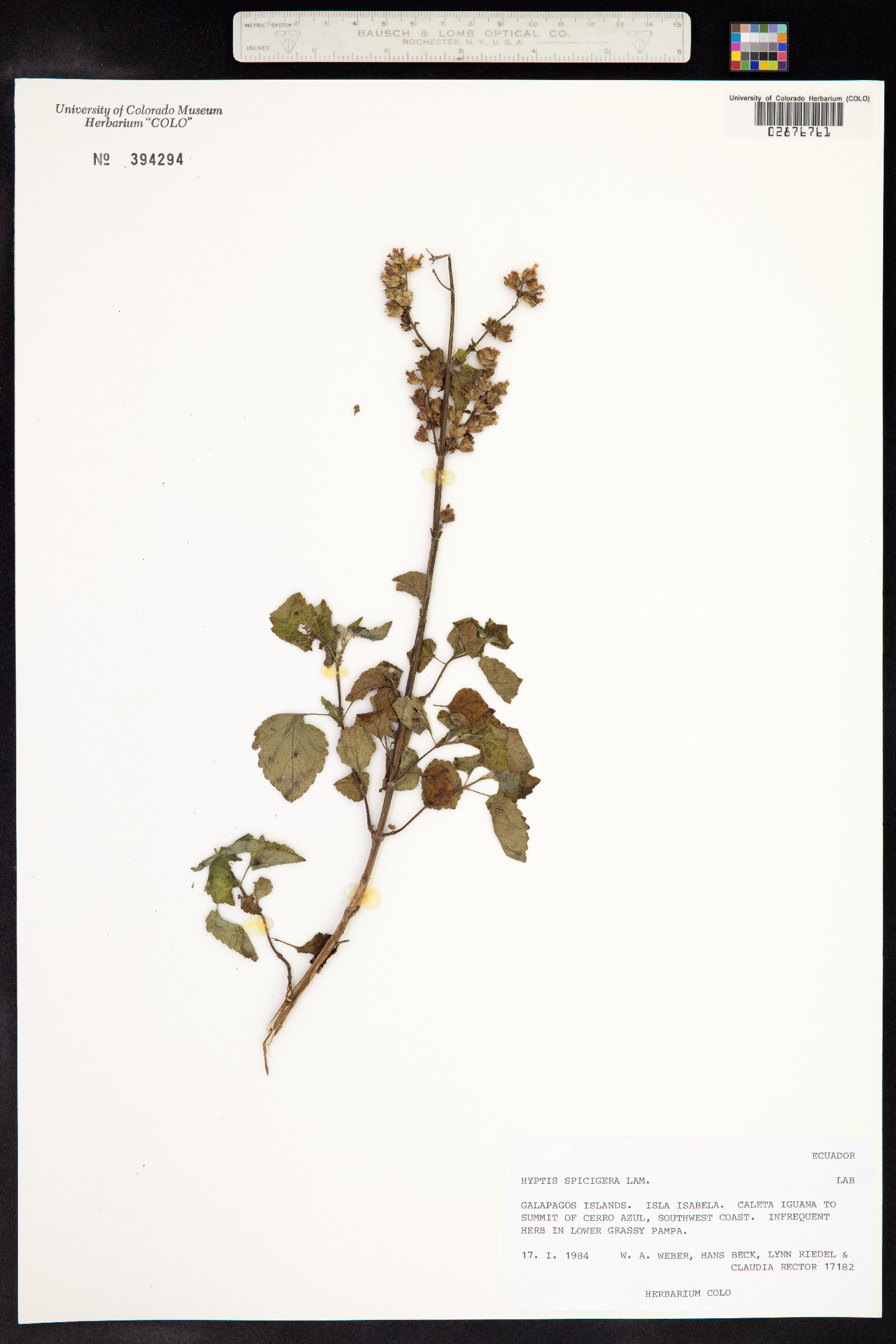 Hyptis spicigera image