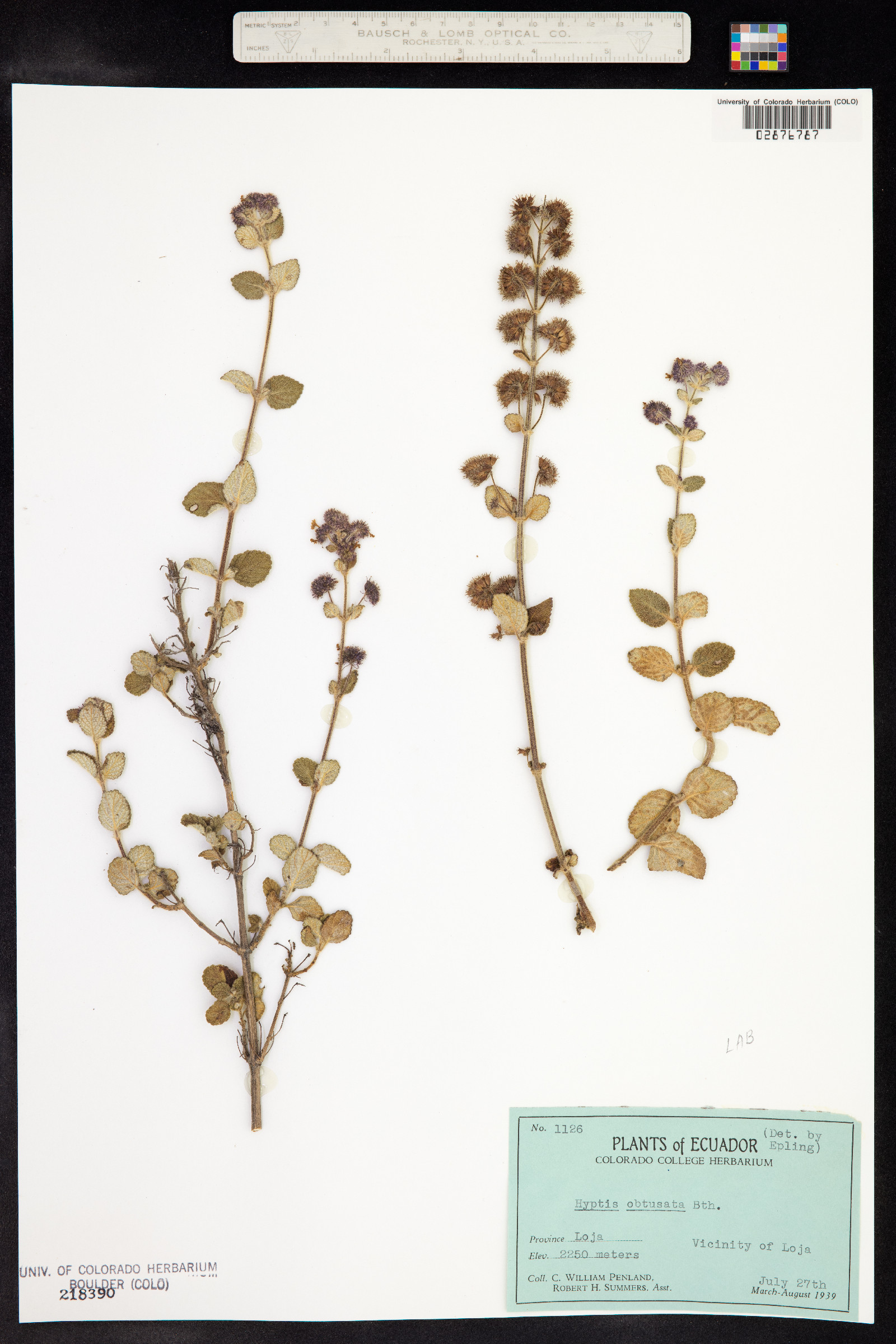 Mesosphaerum obtusatum image