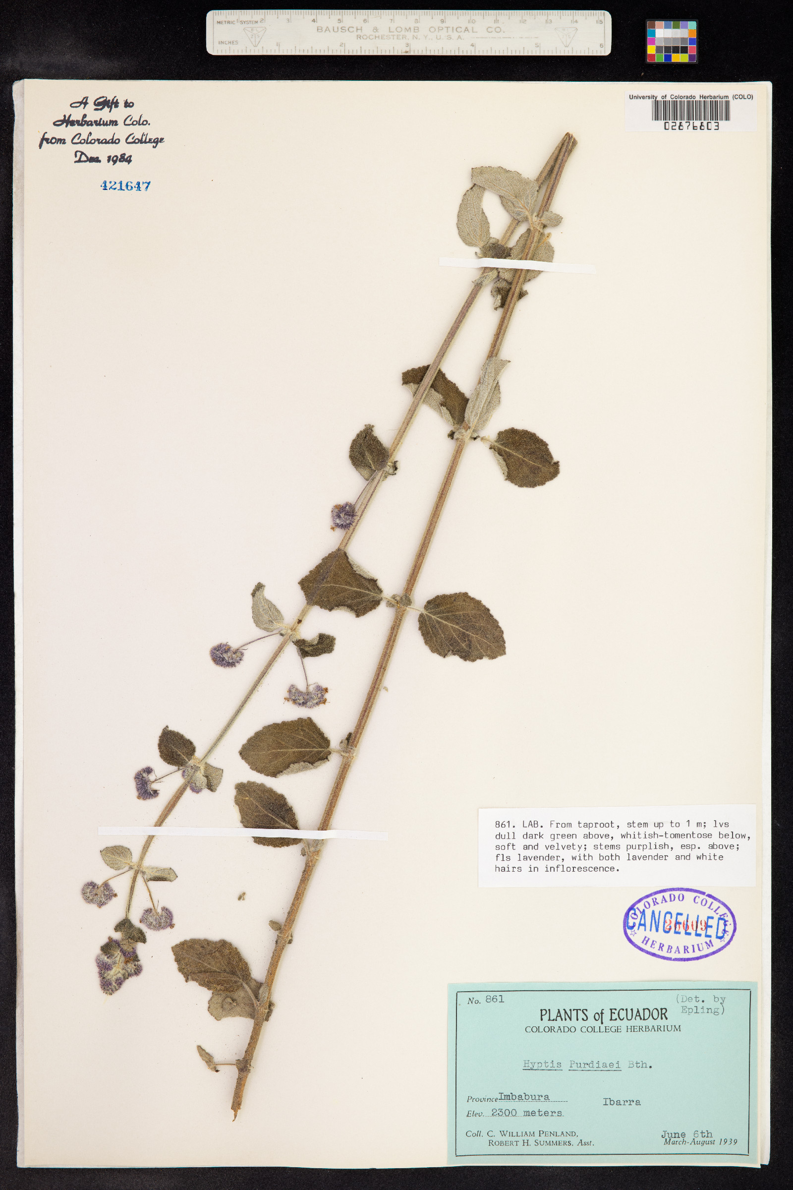 Mesosphaerum purdiei image