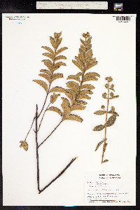Hyptis brachiata image